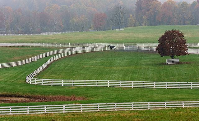 horse_fences_9362.jpg